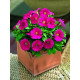 Петунія дрібноквіткова Picobella™ F1 Rose, 25 шт, Syngenta