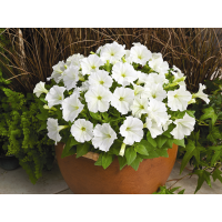 Петунія дрібноквіткова Picobella™ F1 White, 100 шт, Syngenta 