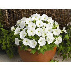Петунія дрібноквіткова Picobella™ F1 White, 100 шт, Syngenta 
