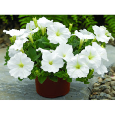 Петуния Ramblin™ F1 White