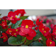  Бегонія вічноквітуча Volumia Scarlet, 100 шт, Syngenta 