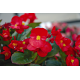 Бегонія вічноквітуча Volumia Scarlet, 100 шт, Syngenta
