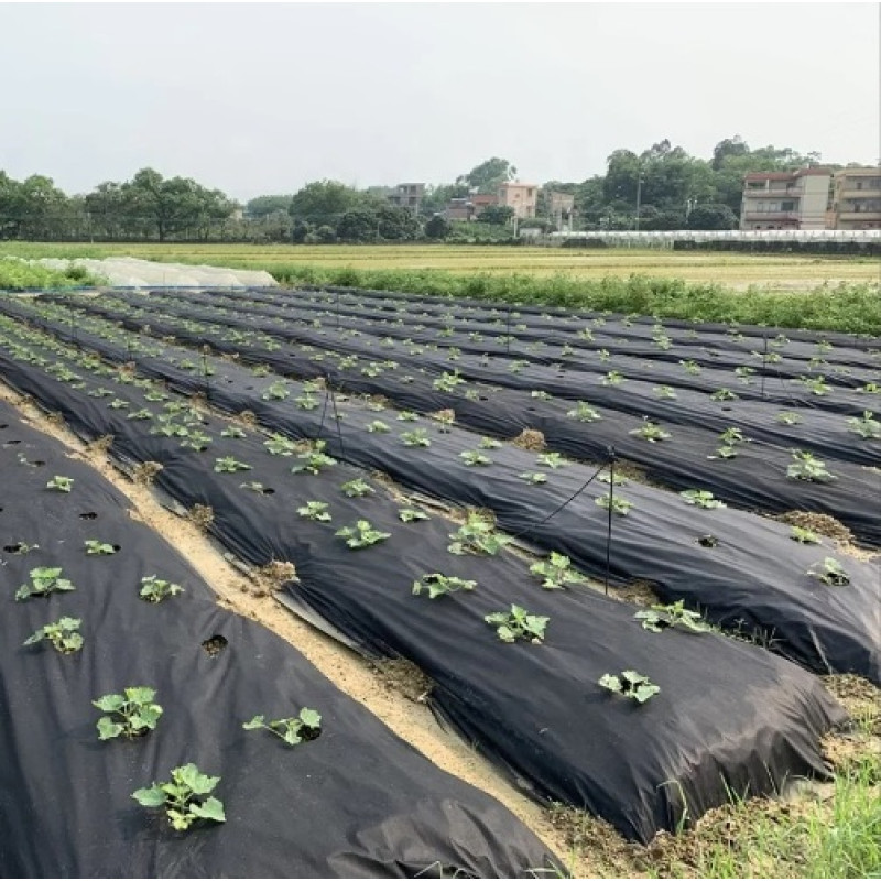 Агроволокно чорне з перфорацією  (2 отв.) Agreen p50 1,07*100 м