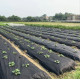 Агроволокно чорне з перфорацією  (2 отв.) Agreen p50 1,07*100 м