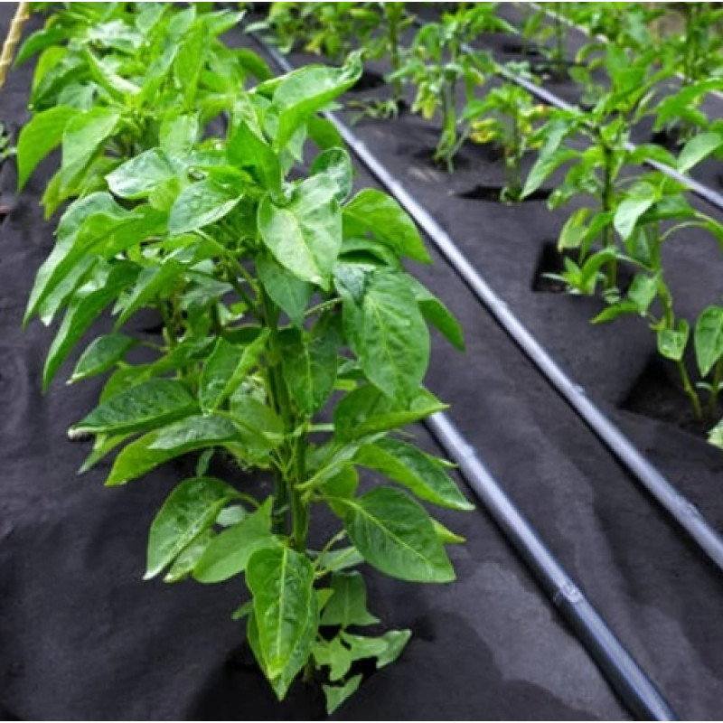 Агроволокно чорне  Agreen p50 1,07*100 м