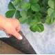 Агроволокно чорно-біле  Agreen p50 1,07*100 м