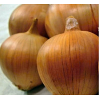 Цибуля сіянка Amfora (Амфора) 5,0 кг, Onion Top