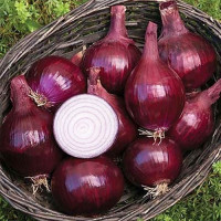 Цибуля сіянка Red Baron (Ред барон) 0,5 кг, Onion Top