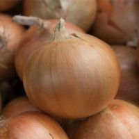 Цибуля сіянка Баруссо 0,5 кг, Onion Top