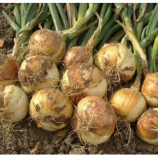 Цибуля сіянка Булат/Шекспір (Bulat/Shakespeare) 0,5 кг, Onion Top