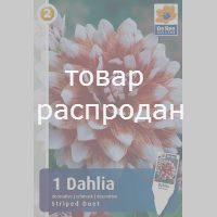 Георгина декоративная Striped Duet