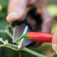 Ножиці для трав Fiskars SP-220 1063326