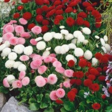 Стокротка (маргаритка) Помпонет, суміш, 0,5 г, Агропакгруп