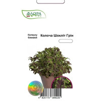 Колеус Колоча Шокліт Грін, 10 шт, Cerny, Агропакгруп