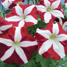 Петунія багатоквіткова Крістіна F1 100 шт, Cerny, Агропакгруп