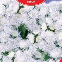 Агератум Нептун F1 білий,  0,15 г, Gl Seeds