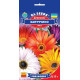 Арктотіс Капучино суміш 0.15 г, Gl Seeds