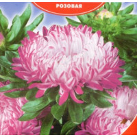 Айстра Сива дама рожева, 0,3 г, GL SEEDS