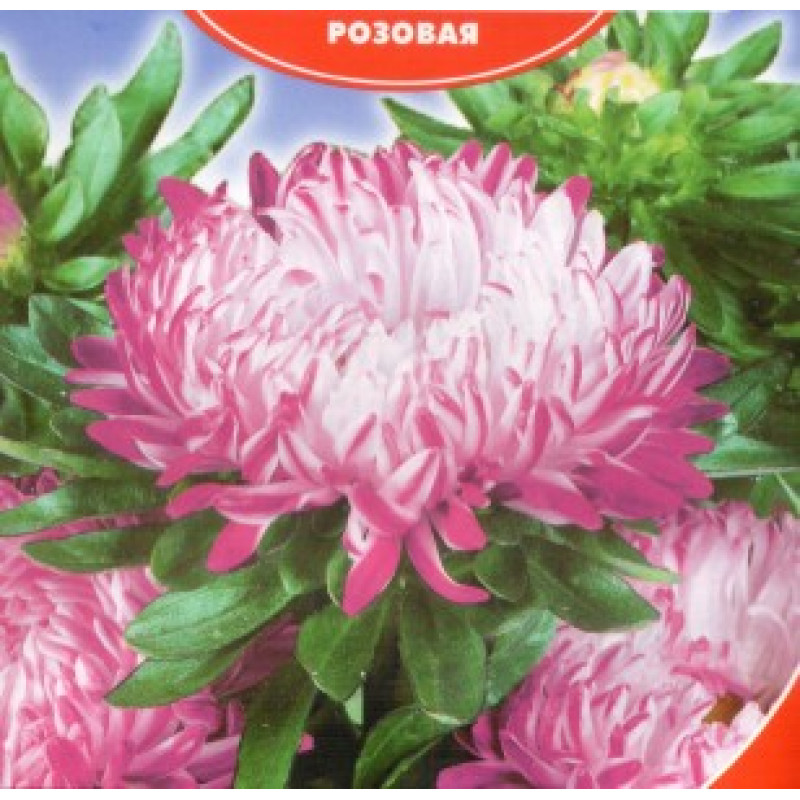 Айстра Сива дама рожева, 0,3 г, GL SEEDS