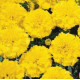 Бархатцы отклоненные Hero™: Yellow