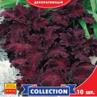 Колеус Чорний Дракон 10 шт, Gl Seeds