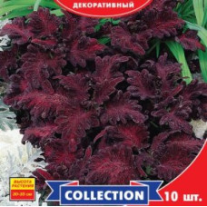 Колеус Чорний Дракон 10 шт, Gl Seeds