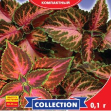 Колеус Візард Колор Мікс 10 шт, Gl Seeds