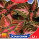 Колеус Візард Колор Мікс 10 шт, Gl Seeds