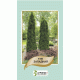 Туя західна, 0,1 г, АГРОПАКГРУП