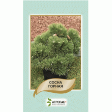 Сосна горная