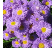 Злинка (Ерігерон) - Erigeron