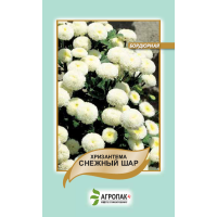 Хризантема Снежный шар
