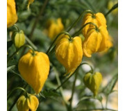 Клематис - Clematis