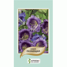 Кобея лазаюча, фіолетова 10 шт, Агропакгруп