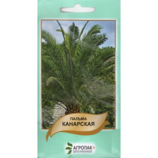 Пальма Канарская