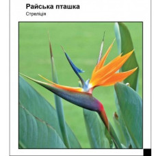 Стрелиция Райская птичка