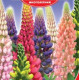 Люпин Мій замок, 1 г, GL Seeds