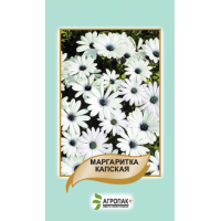 Маргаритка капська 20 шт, Агропакгруп