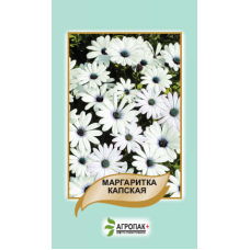 Маргаритка капська 20 шт, Агропакгруп
