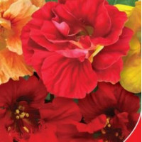 Настурція( Красоля)  Дорогоцінність, 1 г, GL Seeds