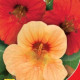 Настурція День і Ніч, 1 г, GL SEEDS