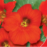 Настурція Чері Роуз, 1 г, GL Seeds