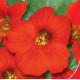 Настурція Чері Роуз, 1 г, GL Seeds
