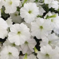 Петунія ампельна SUCCESS!™ TR White, 5 шт, Benary