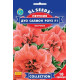 Петунія F1 Дуо салмон роуз, 5 шт, GL SEEDS
