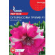 Петунія Супербіссіма тріумф F1 10 шт, GL Seeds