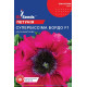 Петунія Супербіссіма бордо F1 10 шт, GL Seeds