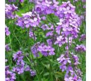 Фіалка - Platanthera