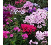 Флокс - Phlox