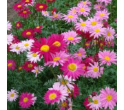 Піретрум - Pyrethrum